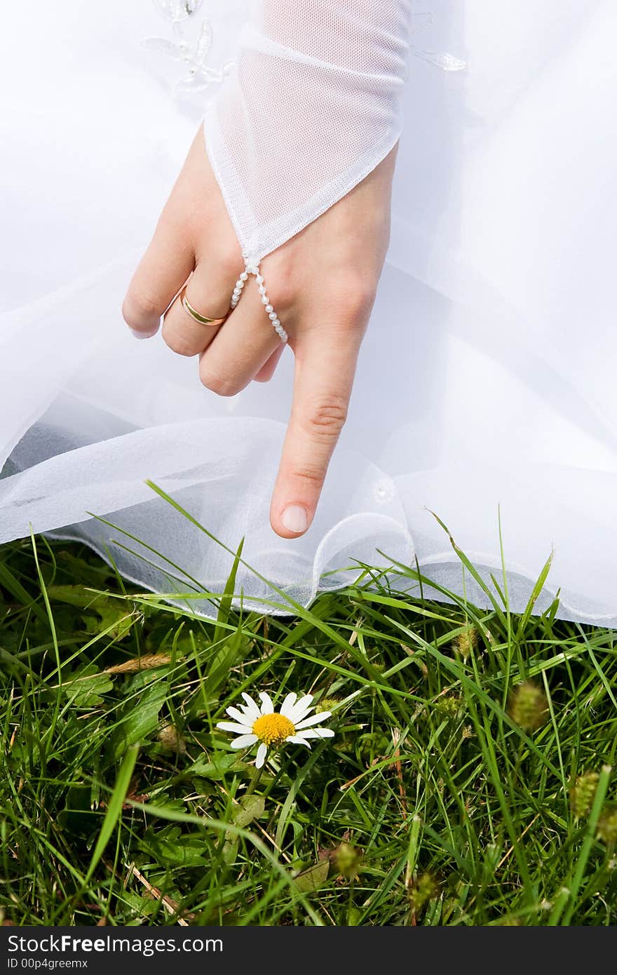 The bride shows on a white camomile. The bride shows on a white camomile