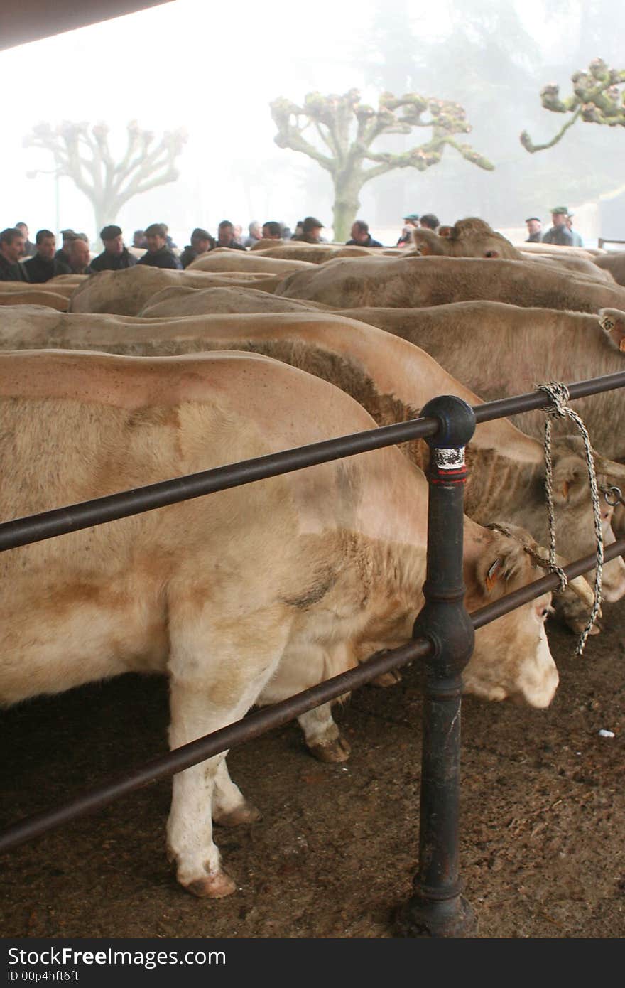 Cows up for sale, being haggled over at the cattle market of St. Christophe on Brionnais. Cows up for sale, being haggled over at the cattle market of St. Christophe on Brionnais.