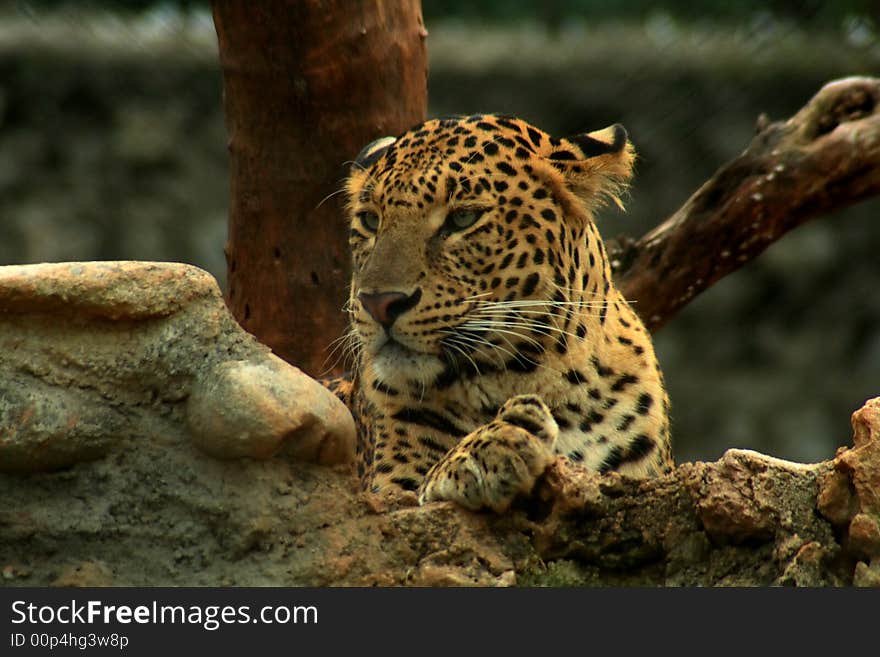 Young Indian Leopard