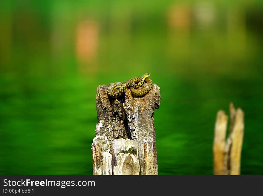 Snake was enjoying early afternoon winter sun, the reflection is also visible