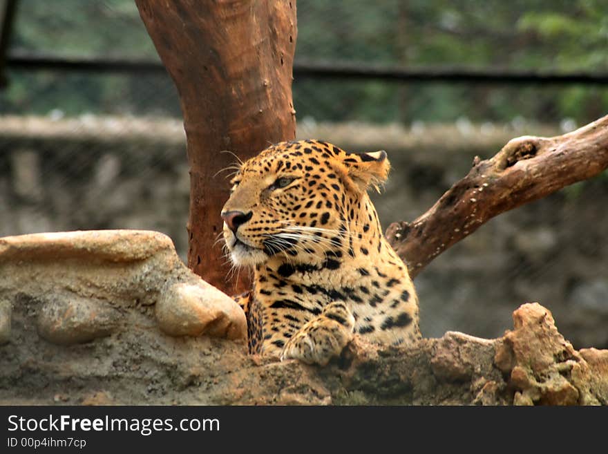 The Leopard Watching