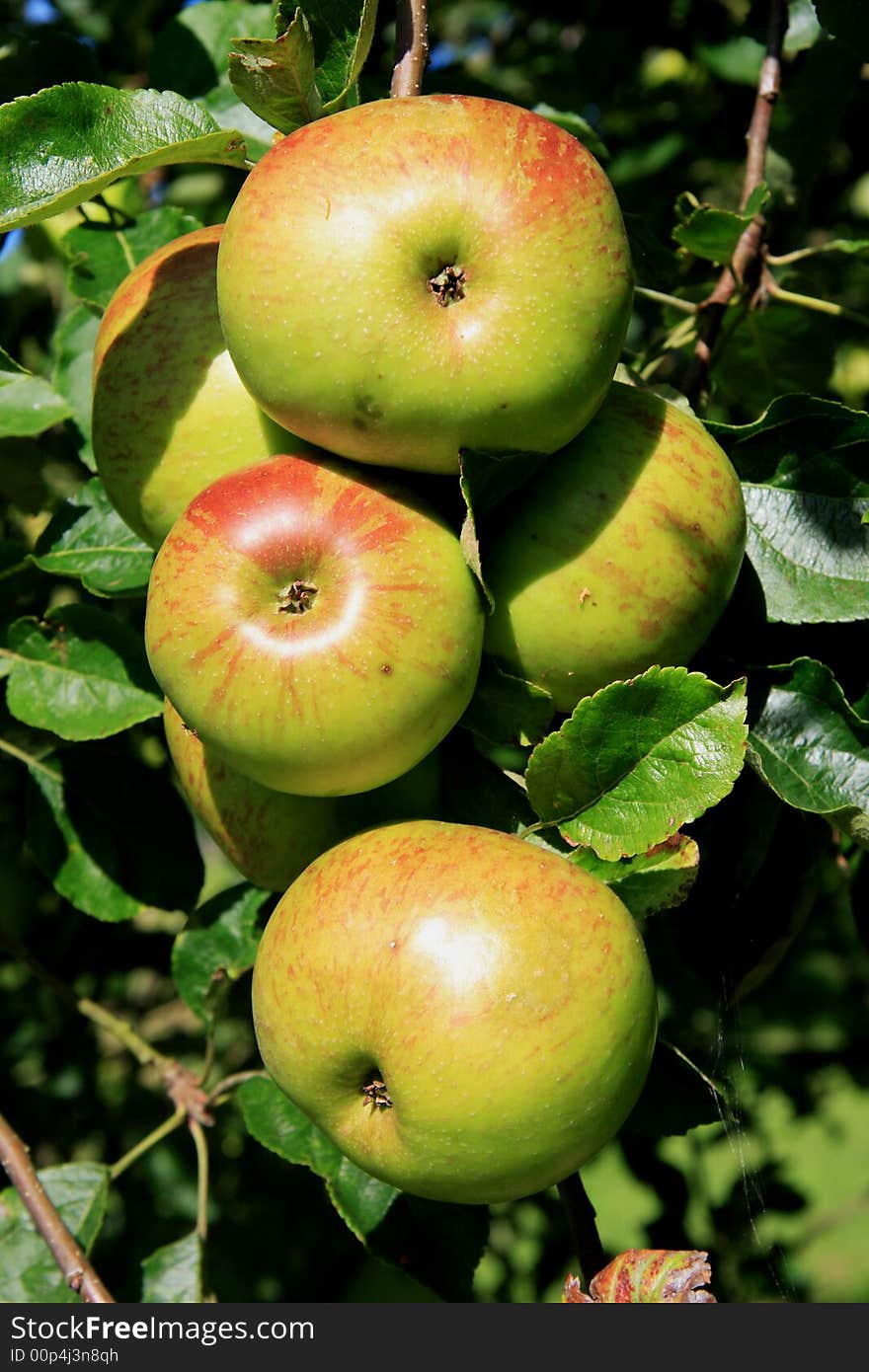 The apple is the pomaceous fruit of the apple tree, species Malus domestica in the rose family Rosaceae. The apple is the pomaceous fruit of the apple tree, species Malus domestica in the rose family Rosaceae.