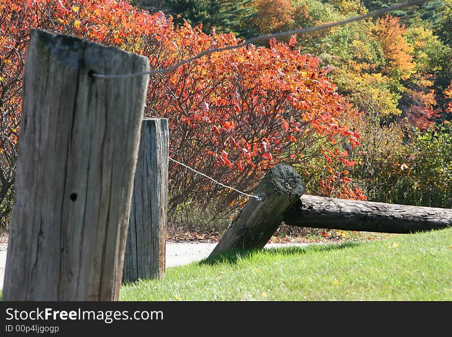 Foliage And Logs