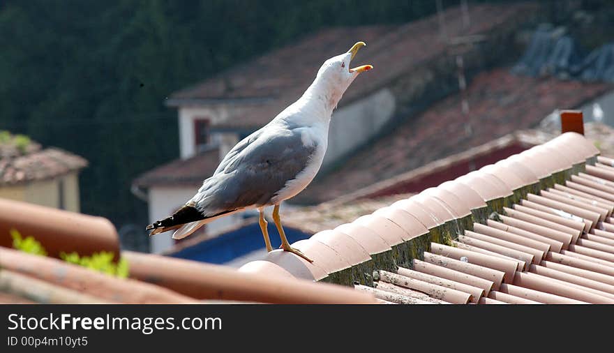 Seagull on a roof