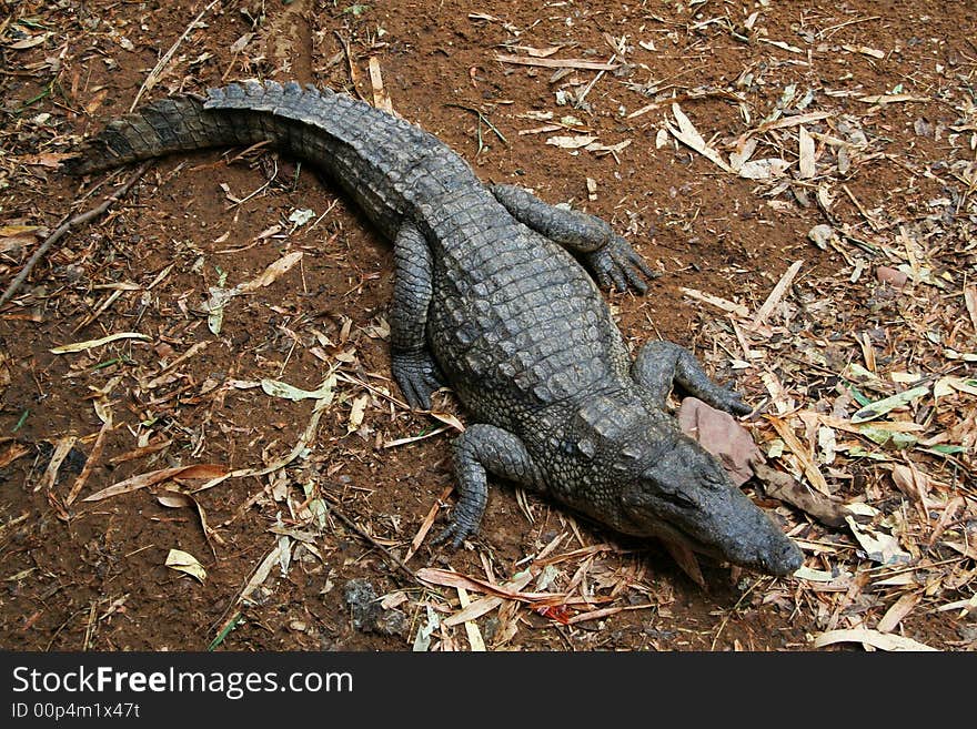 Crocodile captured in Mali, Bamako. On the Crocodile Island.