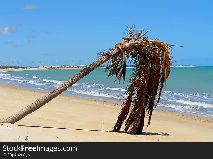 Palm tree at beach lying