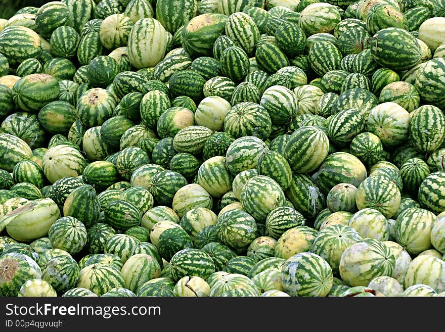 A lot of rotting watermelons. A lot of rotting watermelons