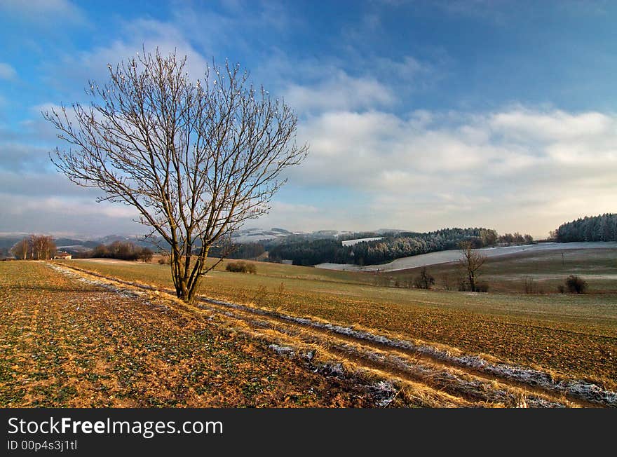 Lone tree