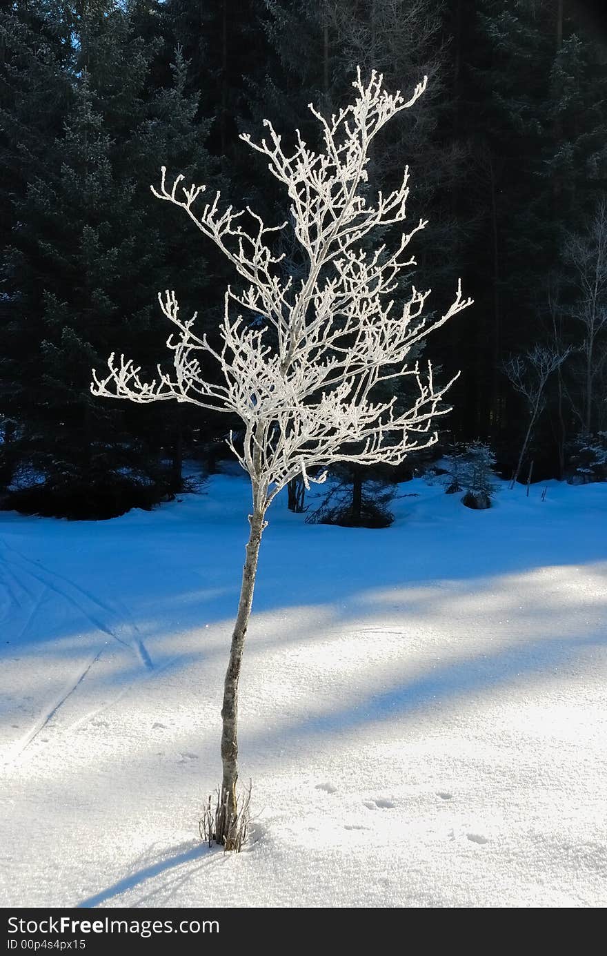 Frozen Trees No.4