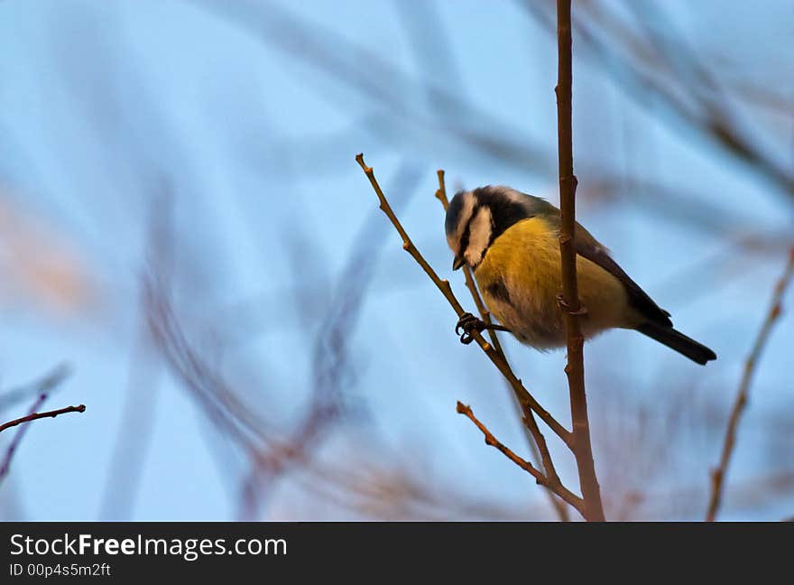 Blue Tit