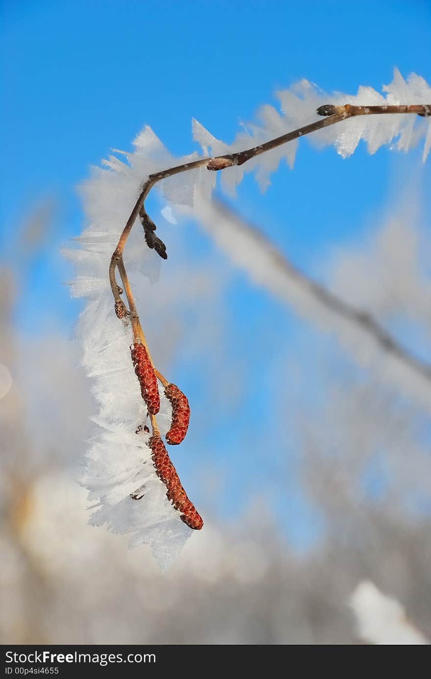 Frozen trees no.2