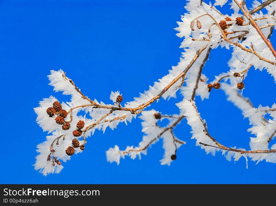 Frozen Trees No.1