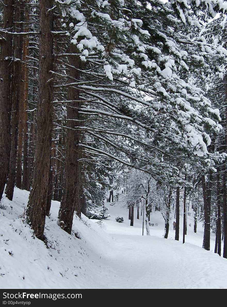 winter snow trees