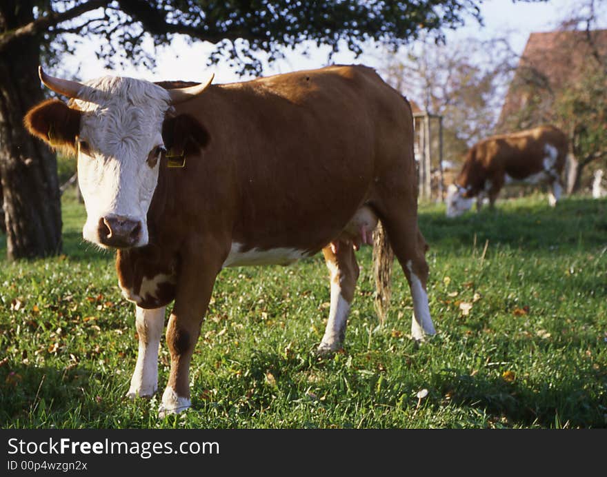 Cow