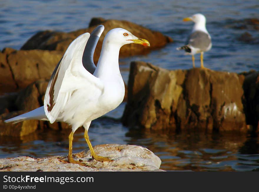 Seagull