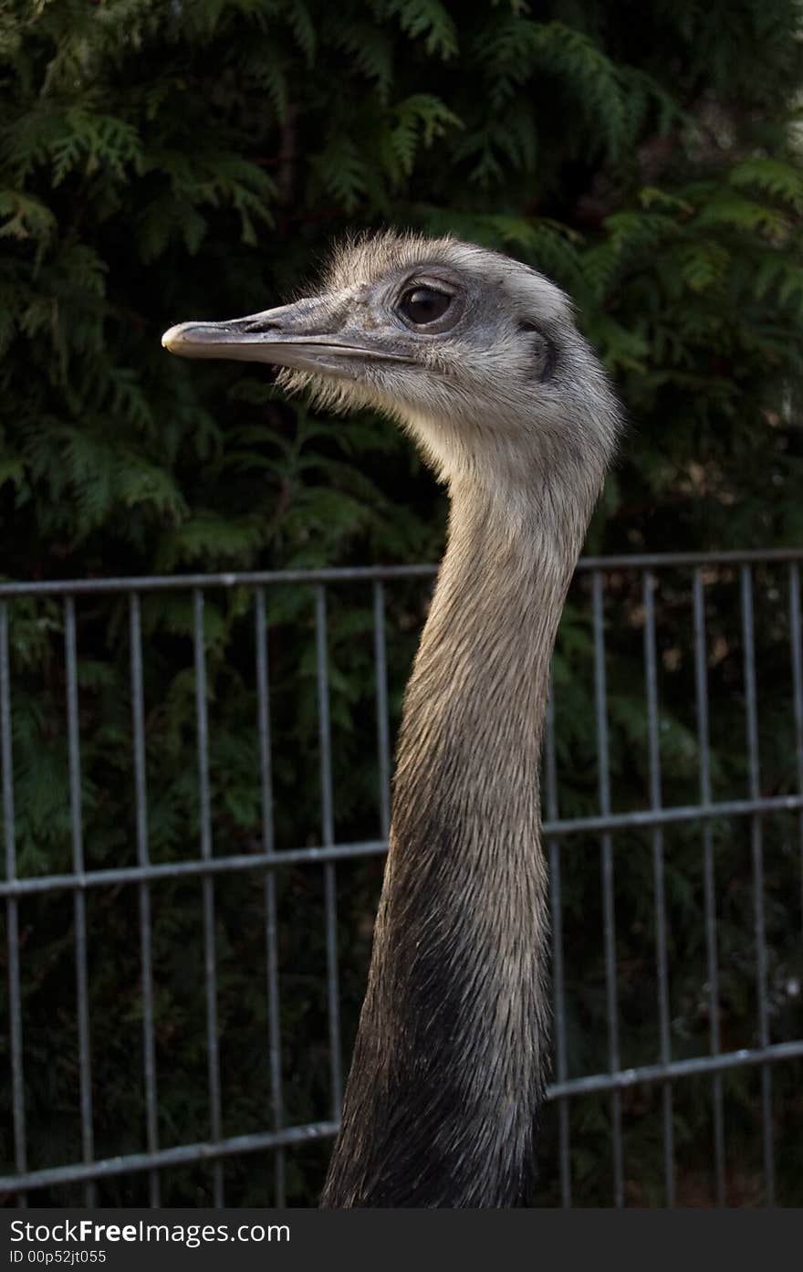 Portrait of a grey ostrich. Portrait of a grey ostrich