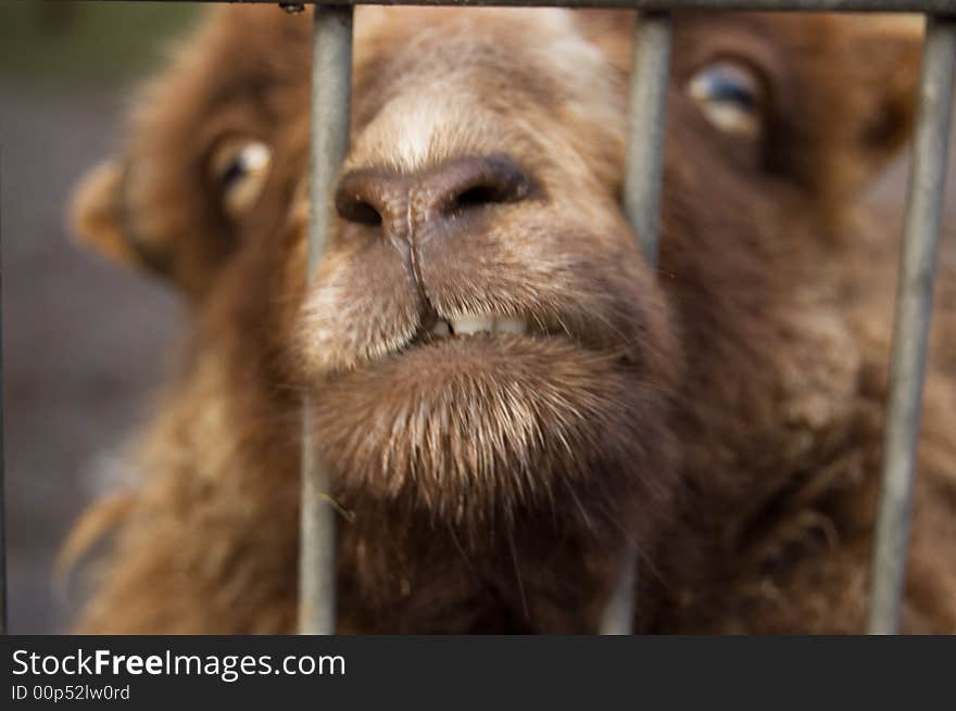 Brown sheep trying to get out through the bars