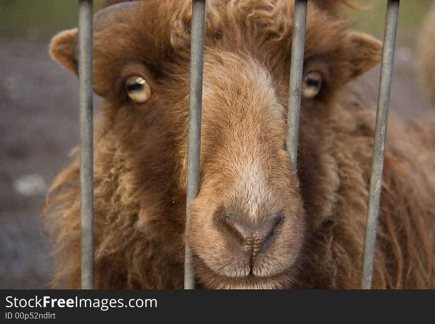 Brown sheep captured between bars