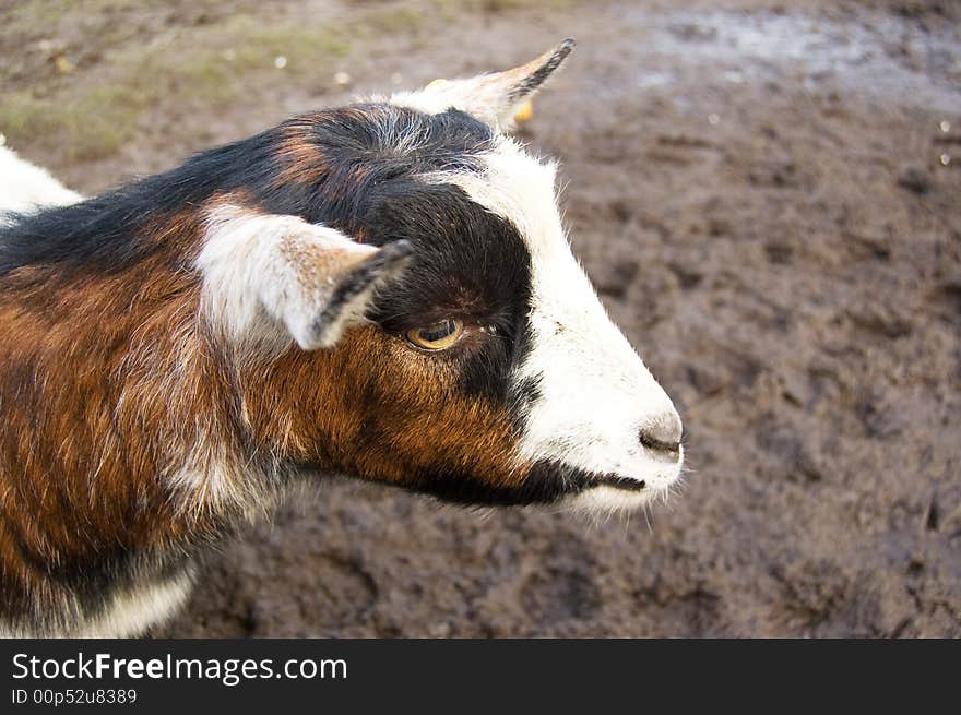 Portrait of a goat