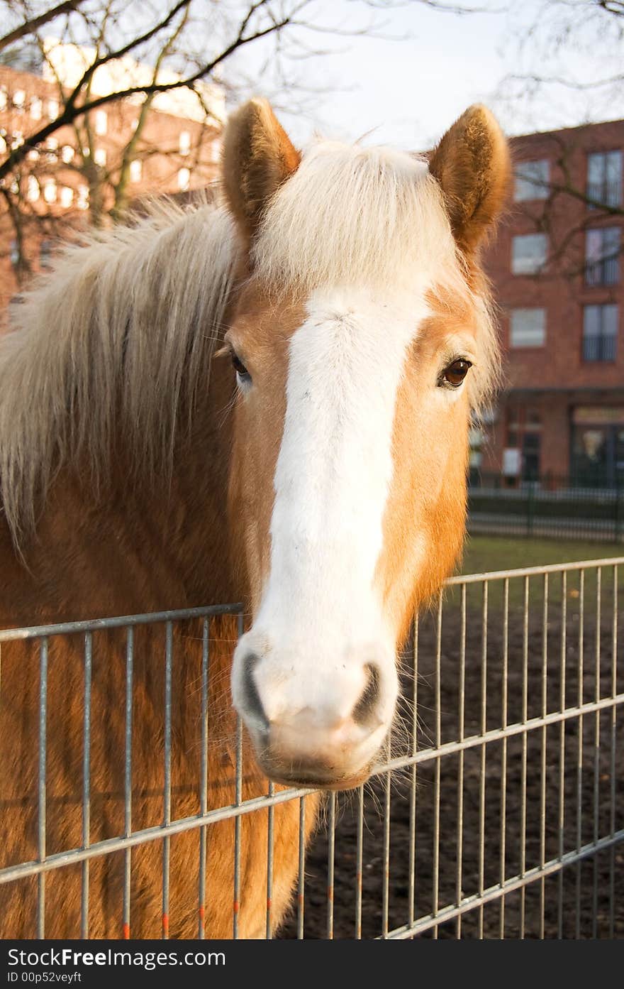 Portrait of a brown horse with a white bless