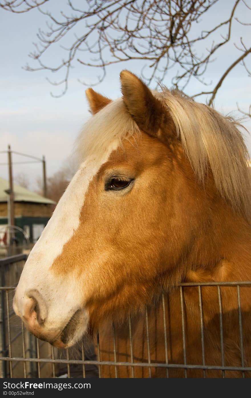 Portrait of a brown horse with white bless