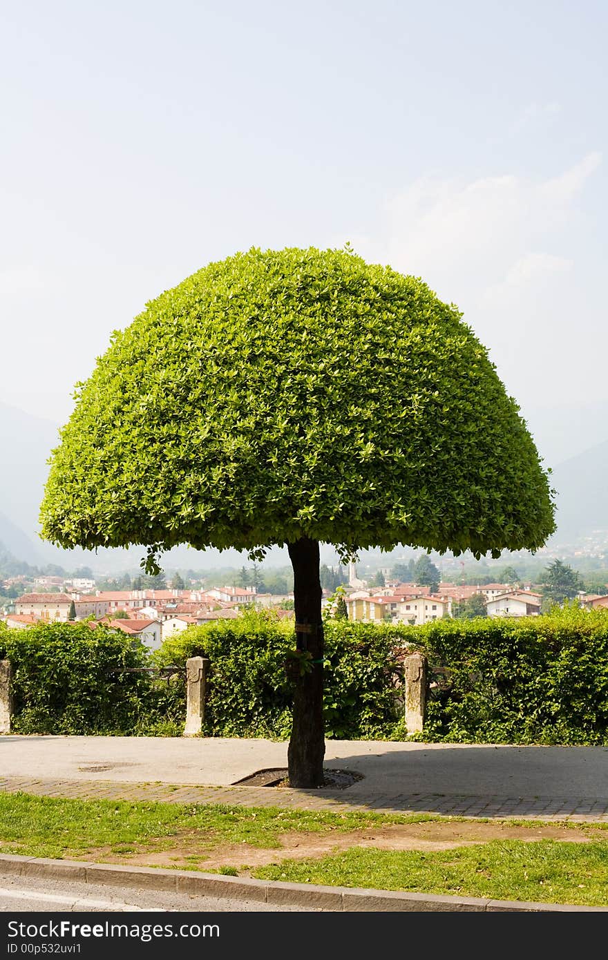 Tree On The Italy City