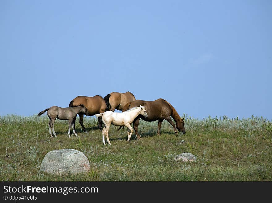 Mares And Foals Grazing