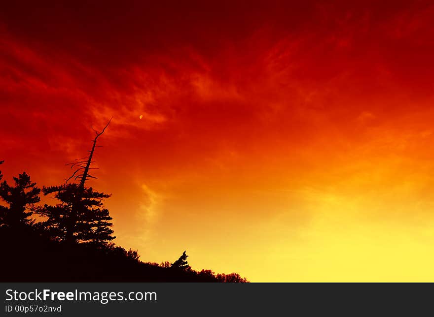 Trees and sky at sunrise