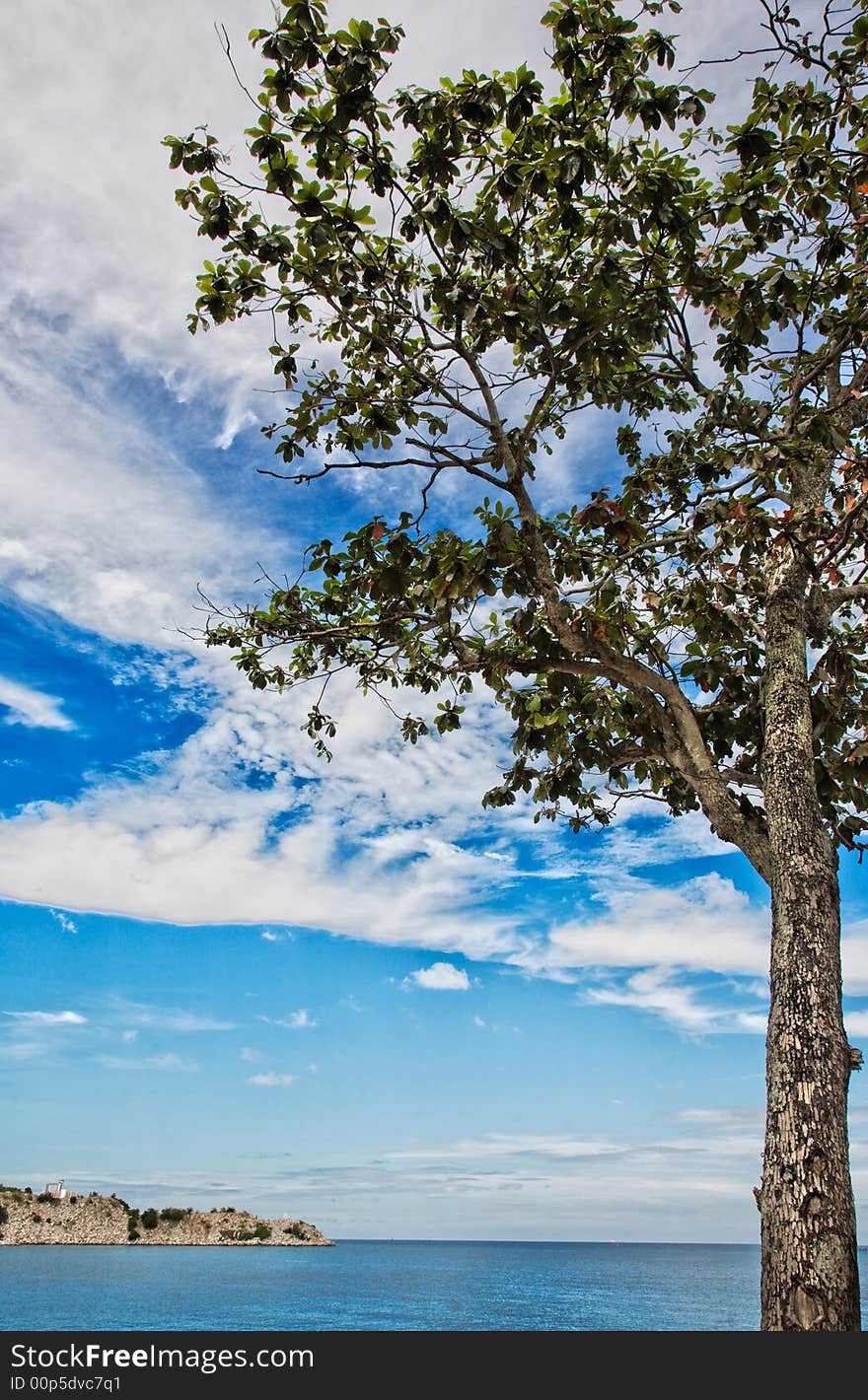 A tree growing lonely by the seaside with nice blue sky. A tree growing lonely by the seaside with nice blue sky