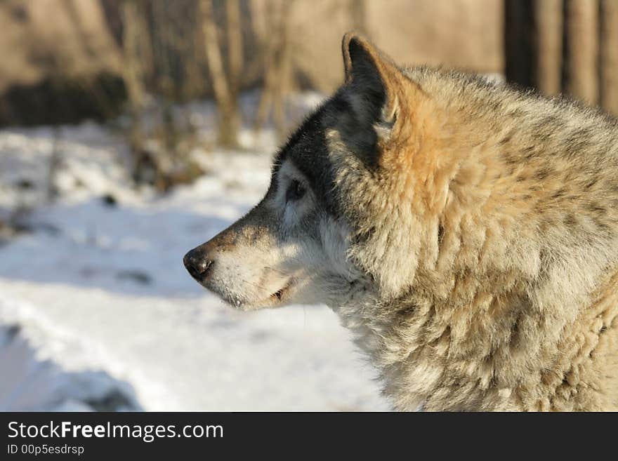 The wolf in a zoo of Moscow