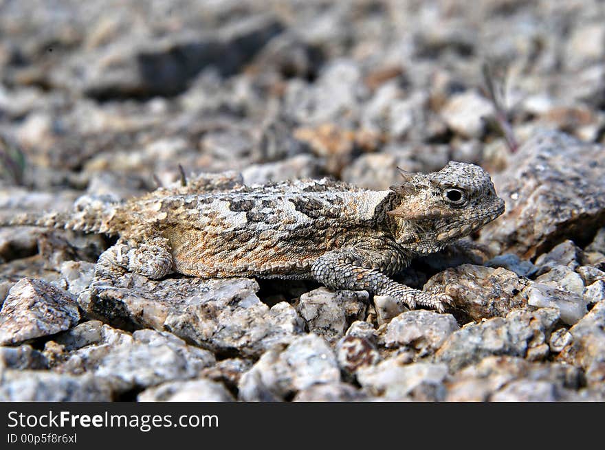 Short horned lizard showing how they are camoflaged in their natural environment profile. Short horned lizard showing how they are camoflaged in their natural environment profile