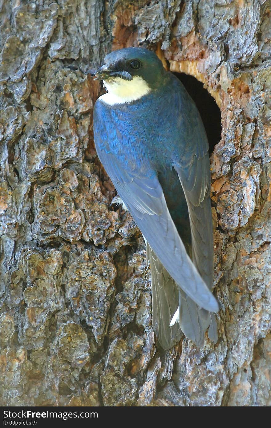 Tree Swallow With Insect At Nest