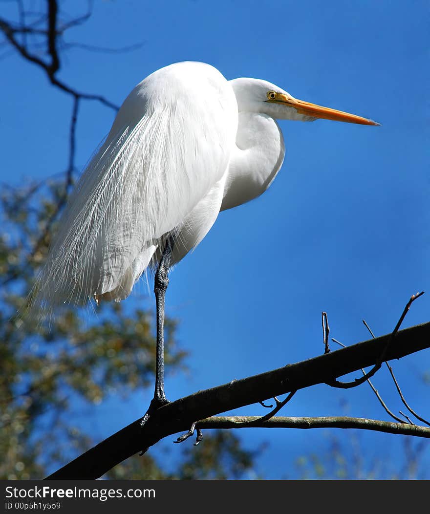 Profile of a Great White Heron standing on a tree branch with a blue sky background.