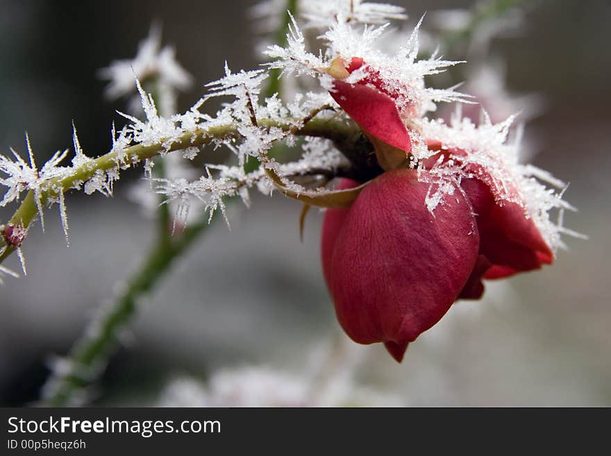 A frosted rose in winter