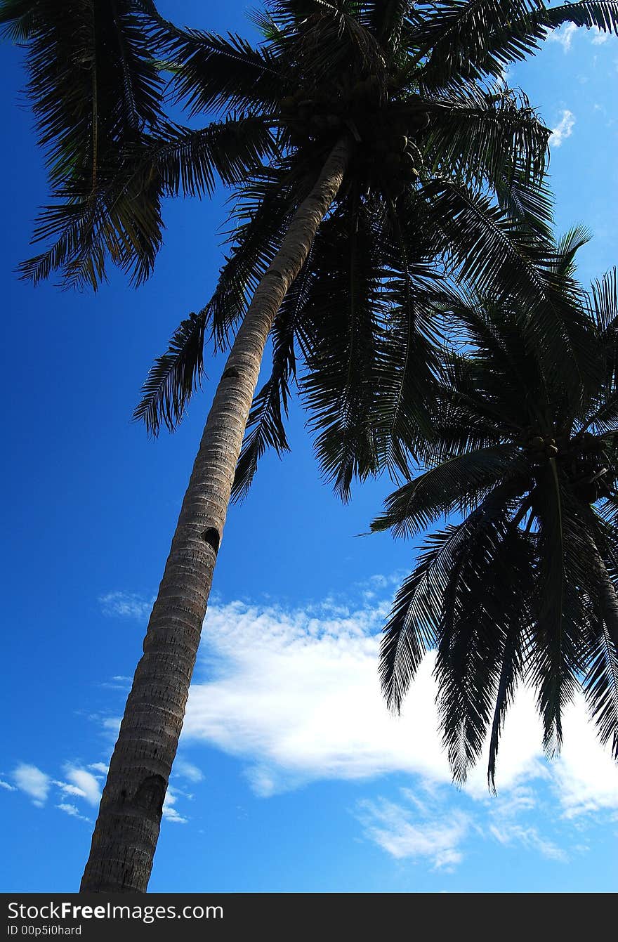 The term coconut refers to the fruit of the coconut palm