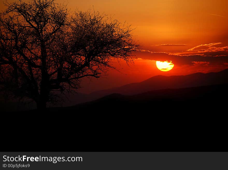 Tree silhouette against a warm summer's sunset