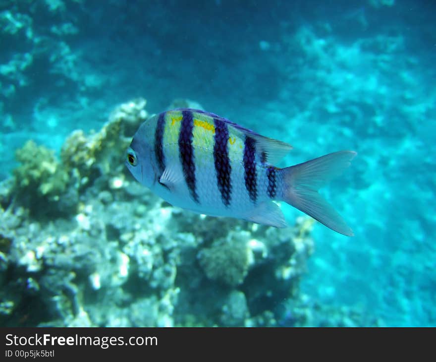 A tropical fish with black stripes passing by. A tropical fish with black stripes passing by