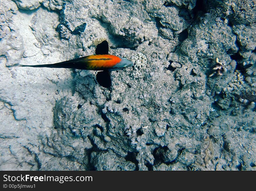 Top view of a colorful fish crusing at the sea bottom. Top view of a colorful fish crusing at the sea bottom