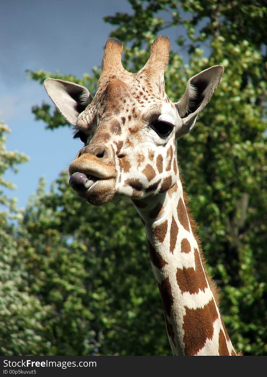 Image of a giraffe focussing on its head and upper neck. Image of a giraffe focussing on its head and upper neck