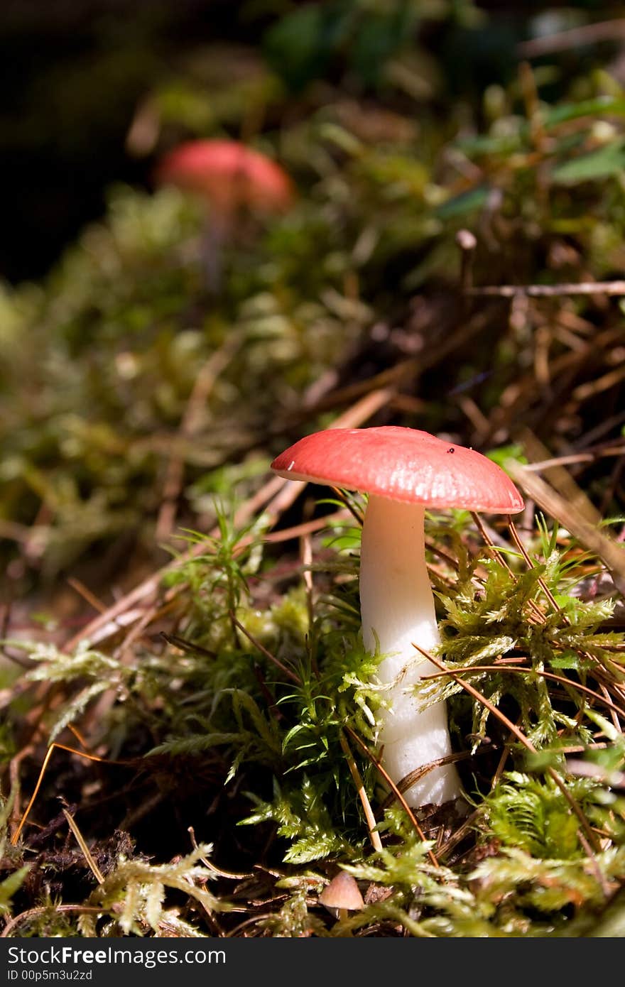 Mushrooms in forest