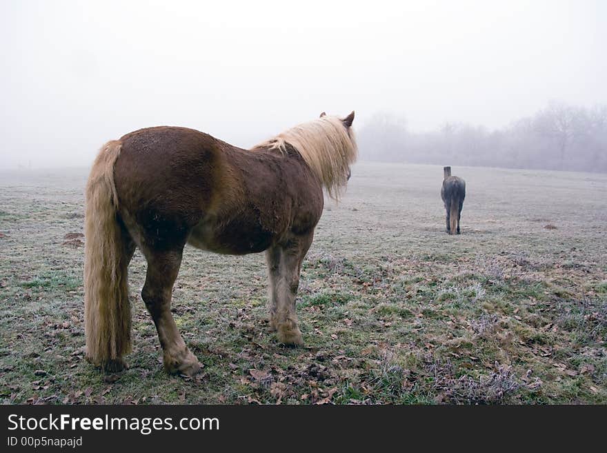 Vintage horse with foggy landscape