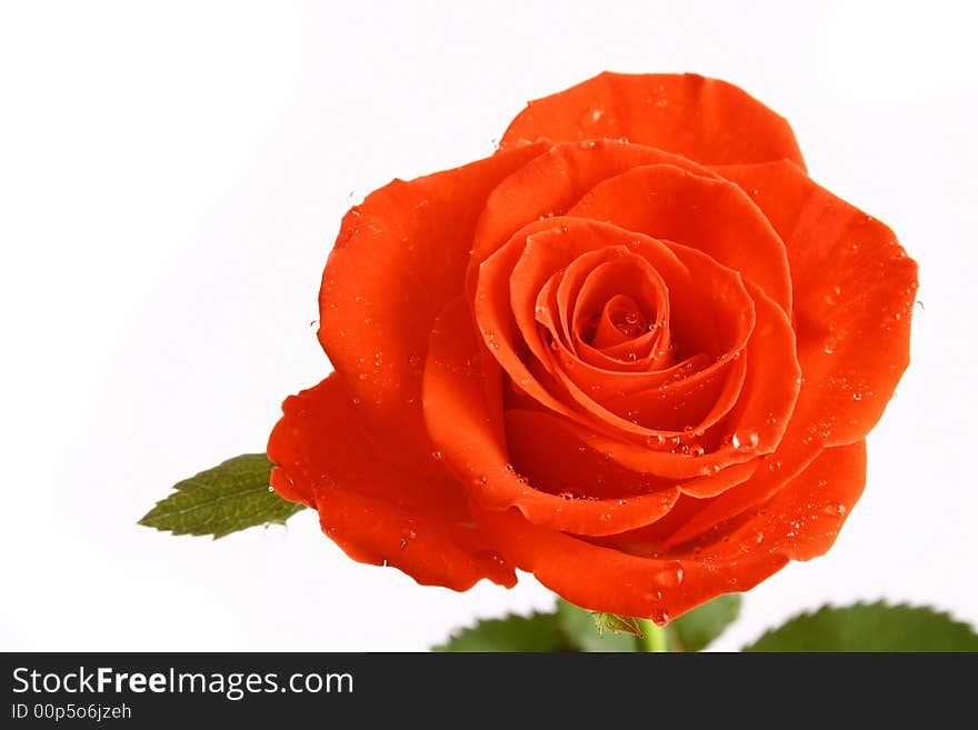 Beautiful Red Rose isolated on white