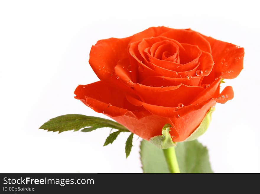 Beautiful Red Rose isolated on white