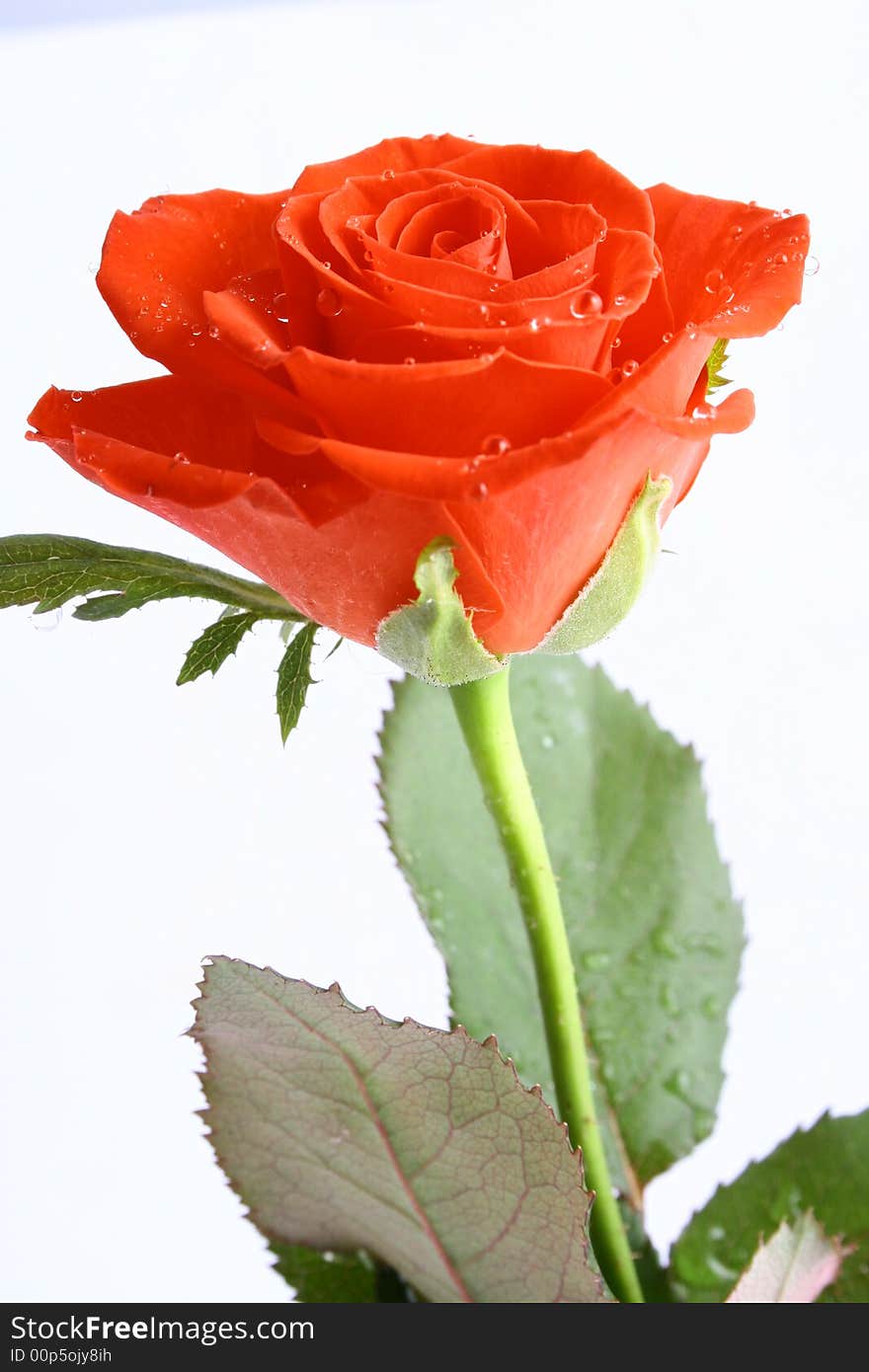 Beautiful Red Rose isolated on white