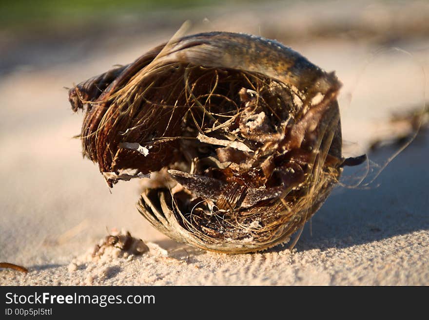 Wethered or broken coconut lying on the beach or shore. see more in this series. Wethered or broken coconut lying on the beach or shore. see more in this series