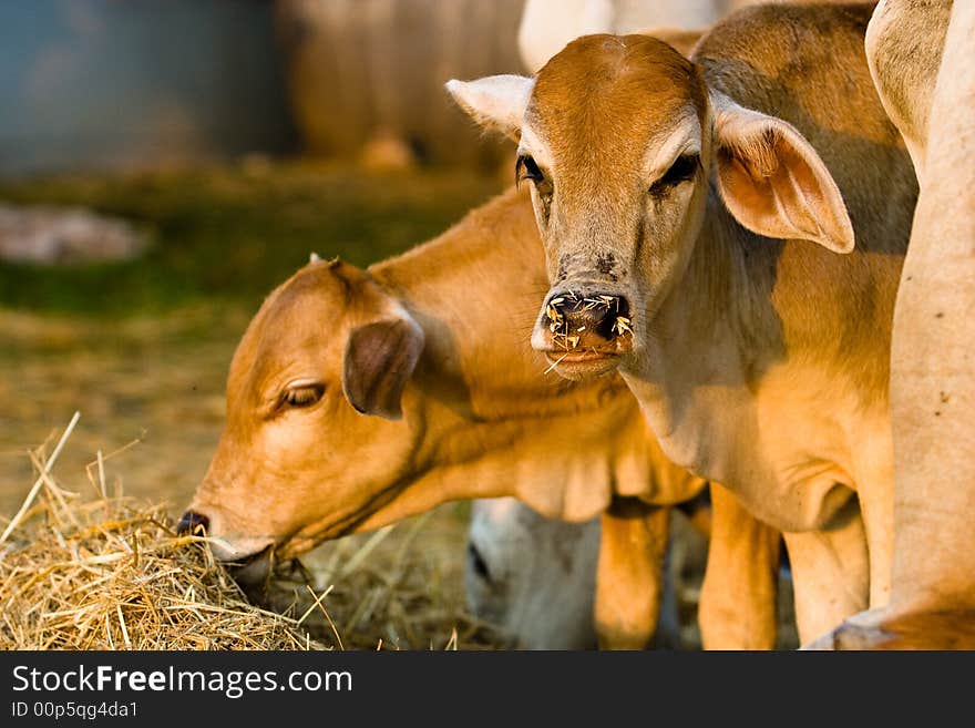 Two cows are eating rice straw.