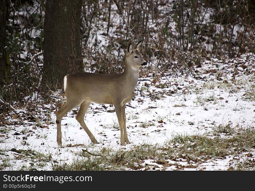 Fawn walking trough winter forest.