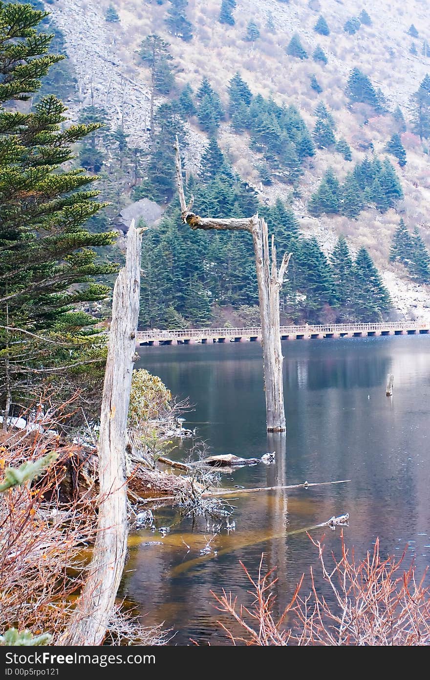 A big deadwood in the lake