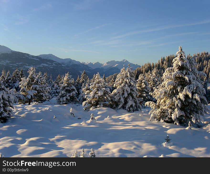 White trees