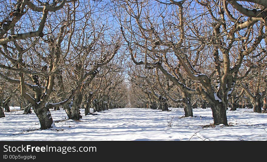 Apple trees barren of leaves in with with snow on ground. Apple trees barren of leaves in with with snow on ground.